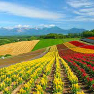 LINEA AGRICOLA